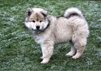 Eurasier.jpg