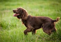 Field-spaniel.jpg