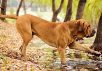 Fila-brasileiro.jpg