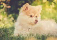 Finski-lapphund.jpg