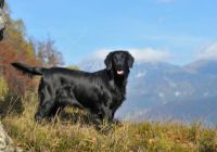Flat-coated-retriever.jpg