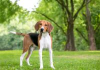 Foxhound-amerykanski.jpg