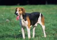Foxhound-angielski.jpg