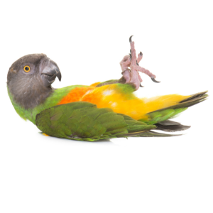 Papuga.png